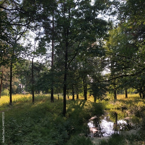 autumn in the forest