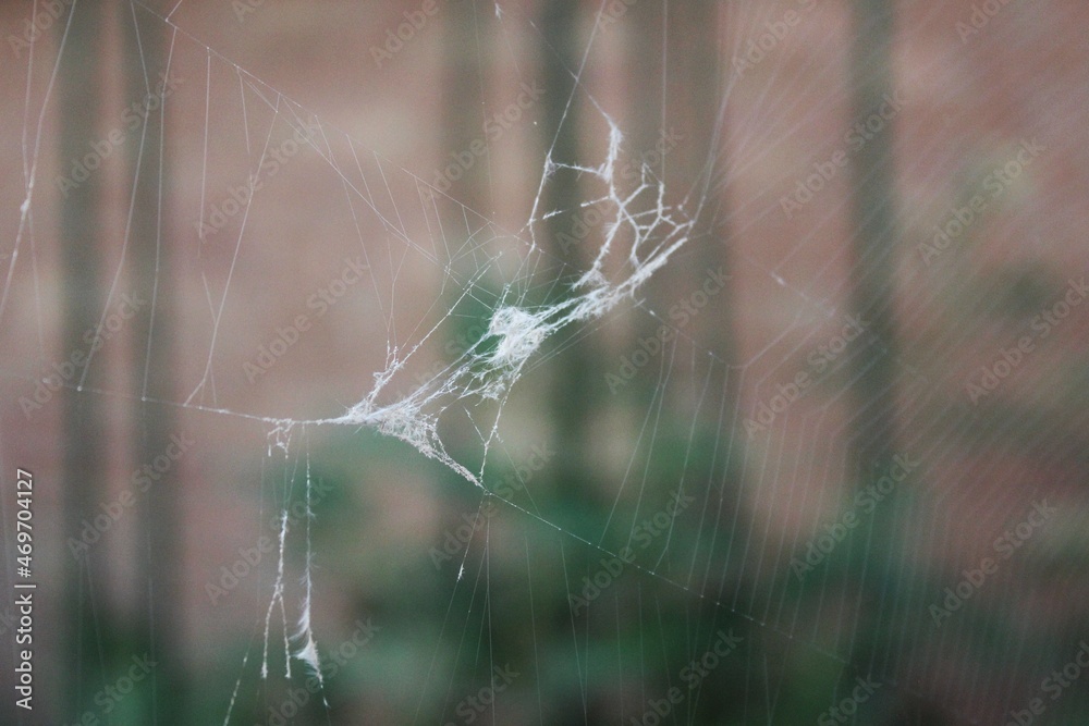 Broken cobweb 