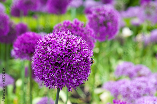 Giant Onion flower  Allium giganteum  in the garden of Tissington Hall  Derbyshire  UK