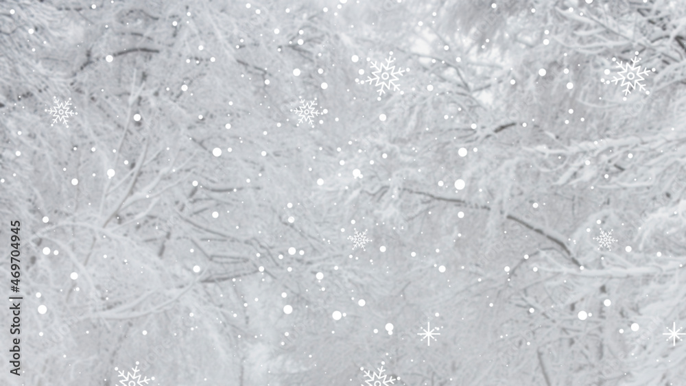 Fototapeta premium White snowy pine branch background