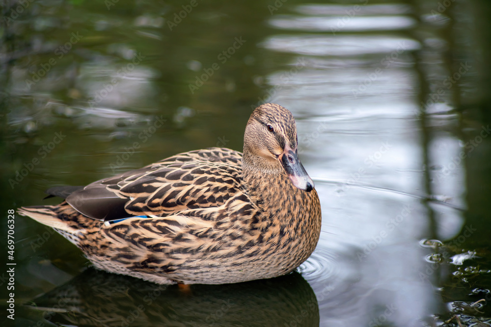 Portrait of beautiful wild duck female in a pond water