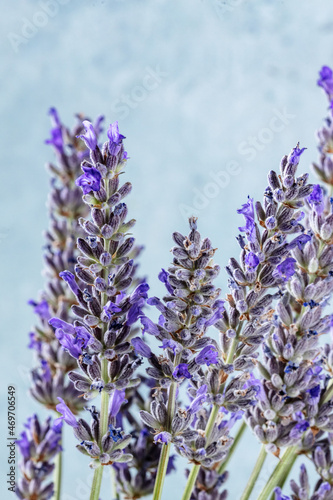 Lavender on a blue background  a bunch of lavandula plants in bloom  fresh bouquet