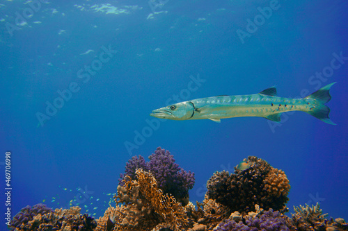 A beautiful big barracuda in the colourful coral reef in the Red Sea in Egypt. Scuba Diving underwater photography  © Filip