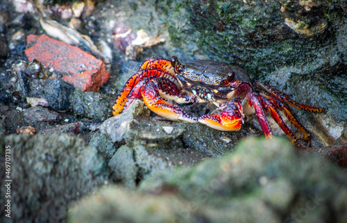 crab on the rocks