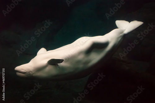 Foto White beluga whale swimming upside down
