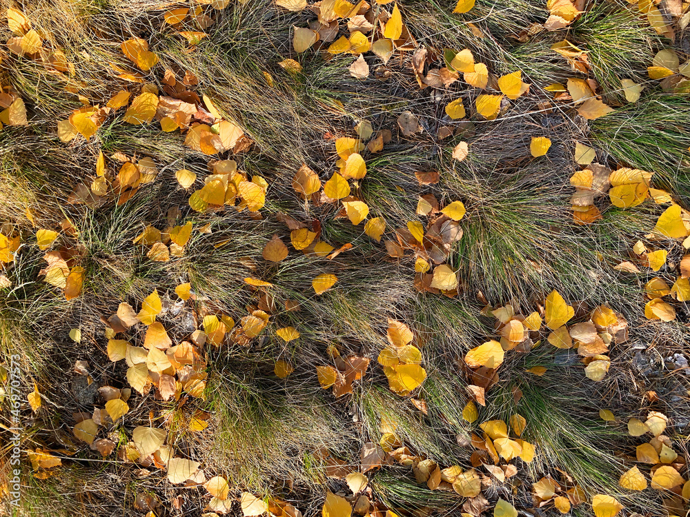Obraz premium Autumn and glowing colorful fallen leaves on the green grass background. Top view.
