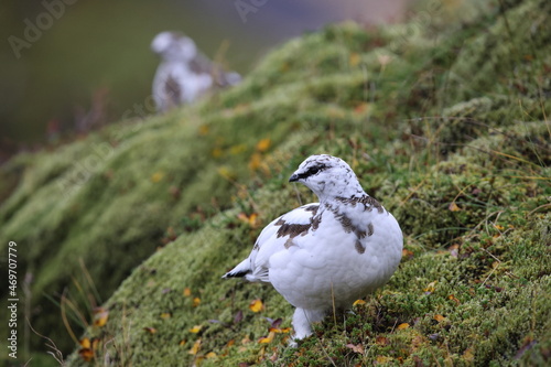 Принти на полотні A rock ptarmigan (Lagopus muta) in white winter plumage,  Iceland