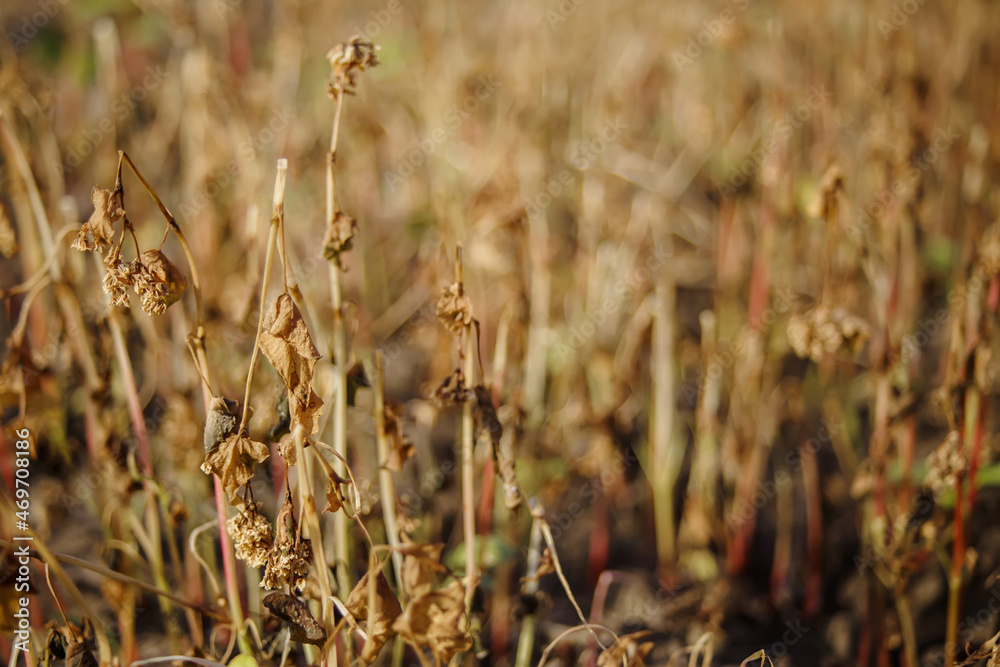 Buckwheat after frost. Frozen leaves and flowers of Buckwheat. Plants after sharp cold snap. Dead parts of plants after frost. destroyed crops, collapse of business. Soft focus Buckwheat after frost. Frozen leaves and flowers of Buckwheat. Plants after sharp cold snap. Dead parts of plants after frost. destroyed crops, collapse of business. Soft focus