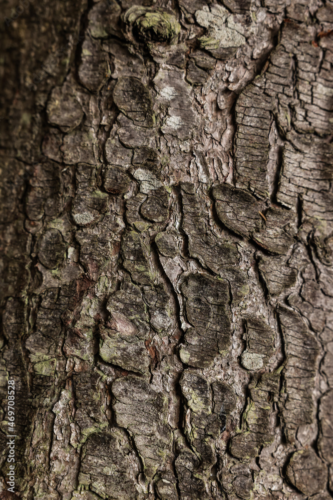 Texture of tree bark as background, closeup view