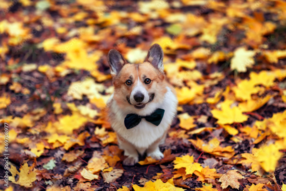 portrait of a cute pembroke corgi dog in a butterfly on a background of golden fallen leaves in an autumn park