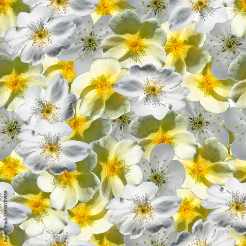 Yellow-white flowers seamless pattern. Background from yellow-white flowers.  © homeworlds