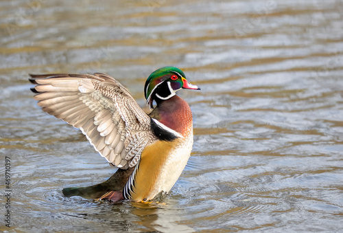 Canvas Print Wood duck male Aix sponsa flapping his wings as he swims on Ottawa river in Cana