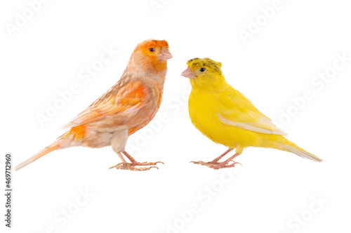two canaries isolated on white background
