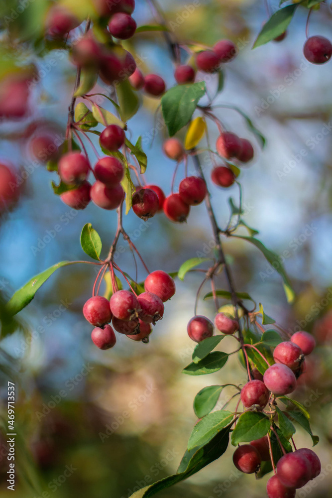 Moscow, September 2021, a branch with fruits of red apples against a blue sky Moscow, September 2021, a branch with fruits of red apples against a blue sky