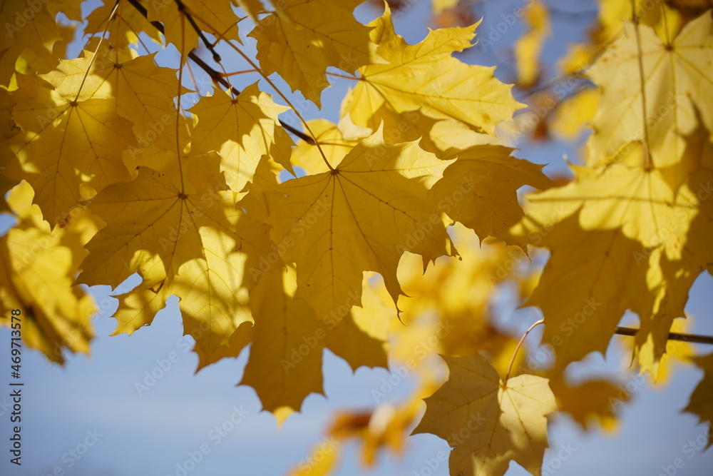 Autumn leafs, winter is comming Autumn leafs, winter is comming