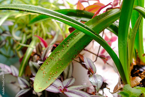 Diaspididae on long leaves of a houseplant. Small insect pests