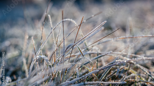 Dry grass covered with first frost in the morning
