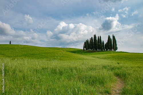 Tuscany, italy, may 2018, a path in a green field leads to a cypress island