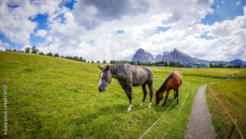 Dolomites, Italy, August 2017, gray and red horses graze in a valley between the mountains next to the road walking along a green meadow © Iuliia