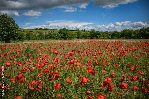 Tuscany  Italy  2019  field with poppies against the background of green hills and blue sky
