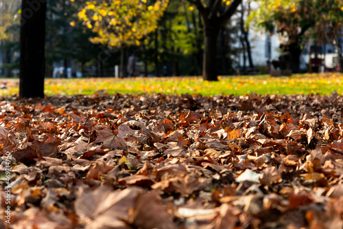 Leaves on the ground at autumn in the park