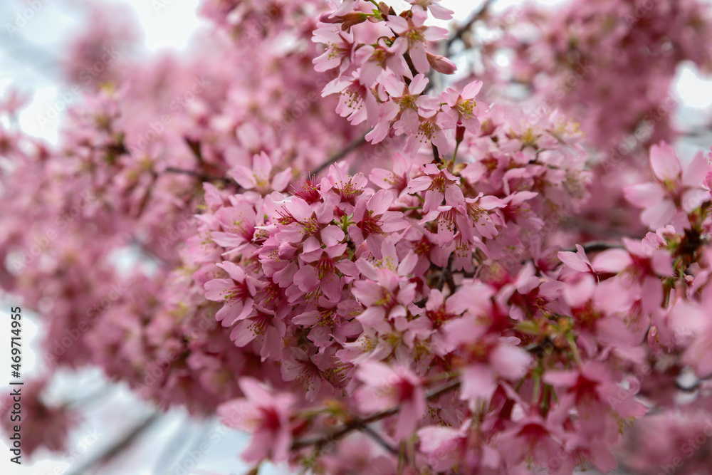 長徳寺門前のおかめ桜