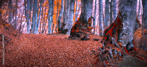Mystical red beech forest panorama. Natural background.