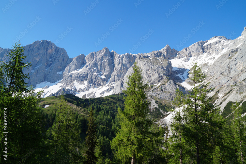 Fototapeta premium scenic lush green alpine landscape with fir trees and snowy Alps of the Dachstein region in Austria (Styria) 
