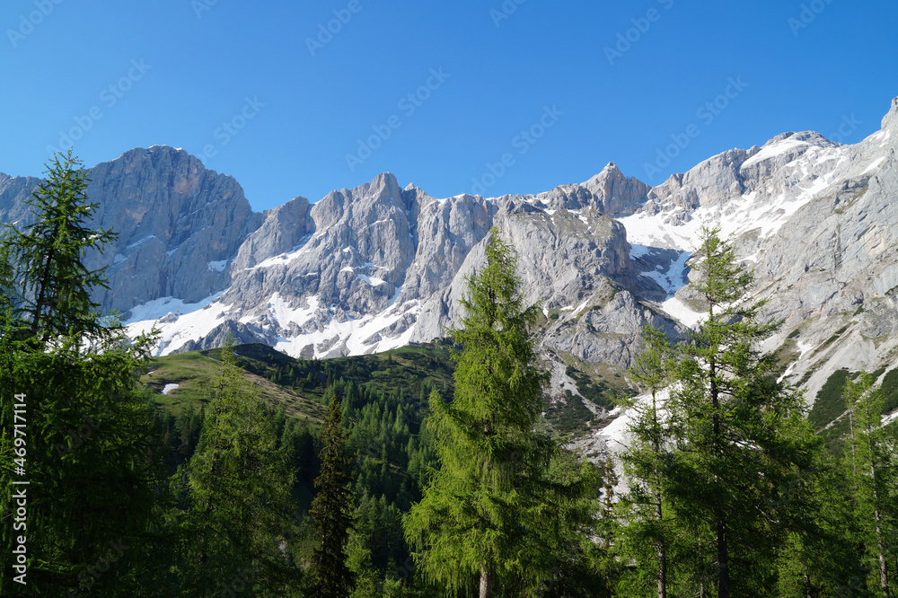 scenic lush green alpine landscape with fir trees and snowy Alps of the Dachstein region in Austria (Styria)	