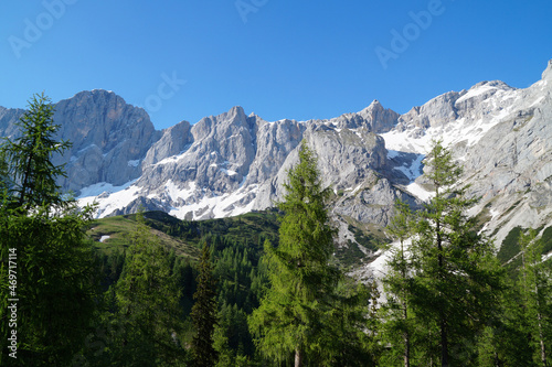 scenic lush green alpine landscape with fir trees and snowy Alps of the Dachstein region in Austria (Styria) 