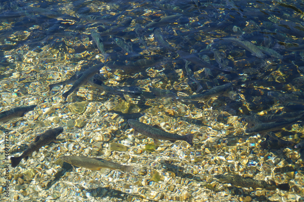 Trout breeding in the Austrian Alps of the Schladming-Dachtein region (Styria in Austria)	