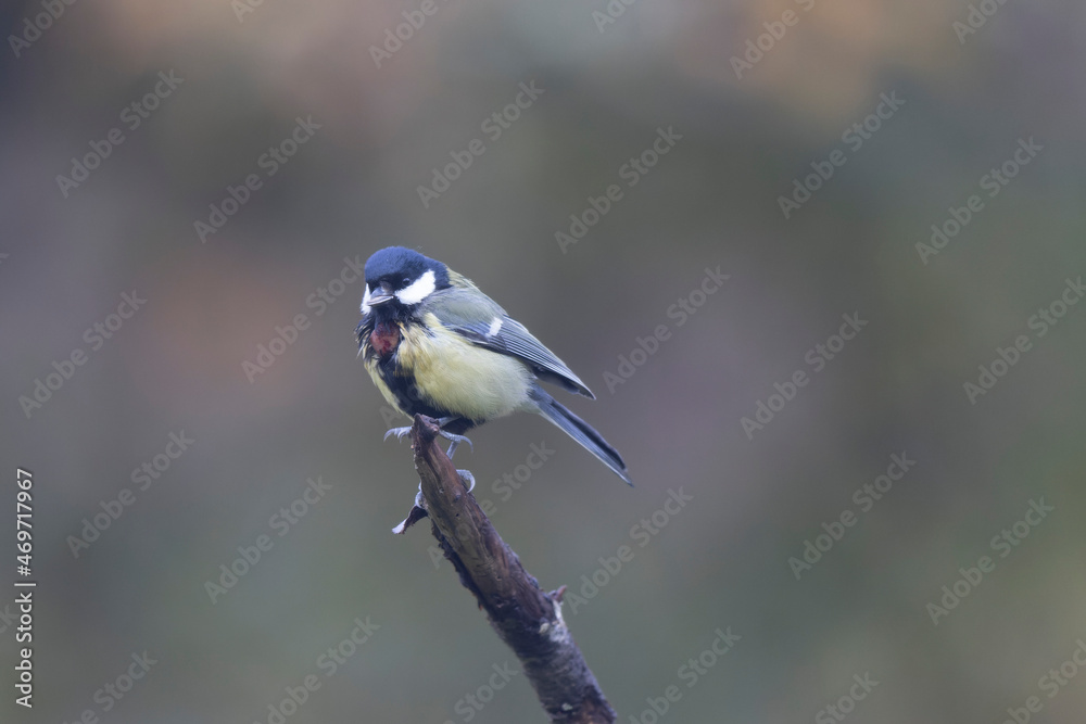Great Tit infected by a poxvirose Great Tit infected by a poxvirose