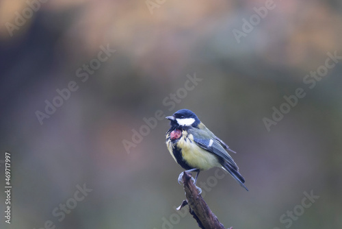 Great Tit infected by a poxvirose