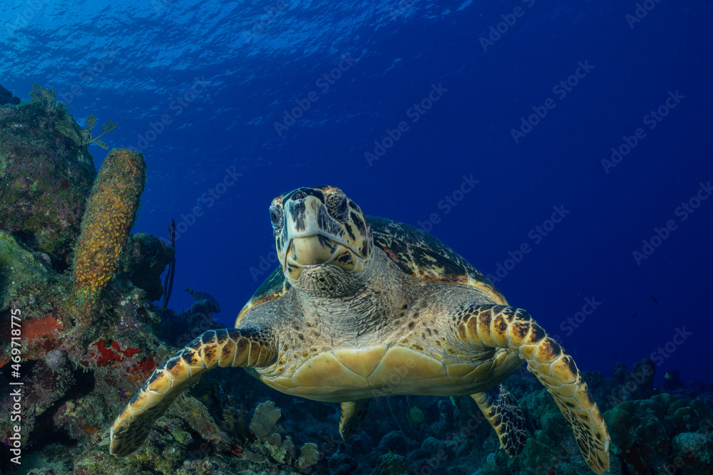 Obraz premium A closeup shot of a hawksbill turtle swimming straight into the camera over the top of the coral reef out in its natural environment in the Cayman Islands 