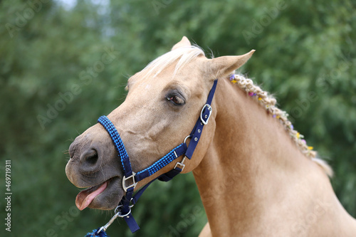 Cheerful morgan mare showing us her healthy teeth © acceptfoto