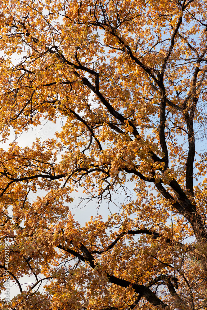Tree canopy with golden brown leaves at autumn Tree canopy with golden brown leaves at autumn