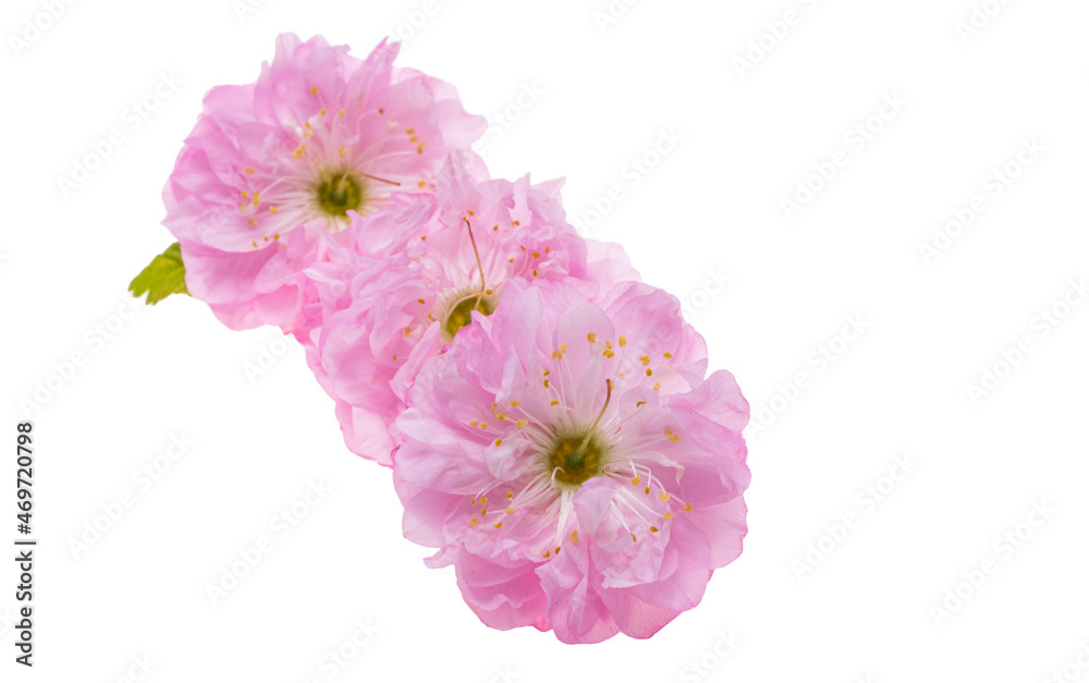 almond flowers isolated almond flowers isolated