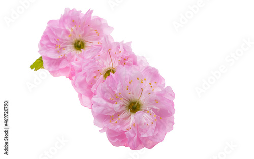 almond flowers isolated