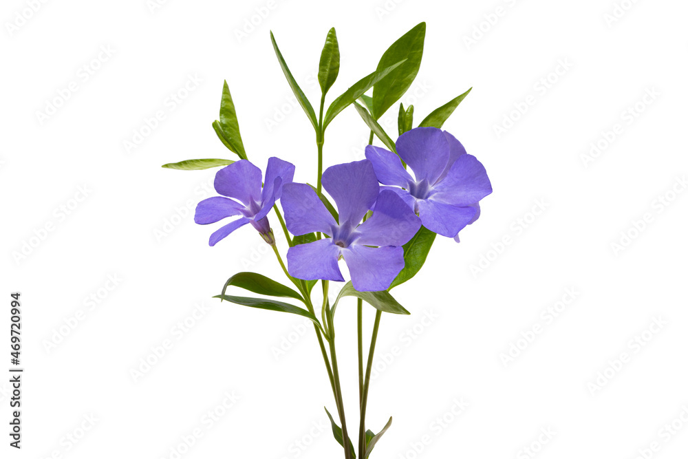 periwinkle flowers isolated periwinkle flowers isolated
