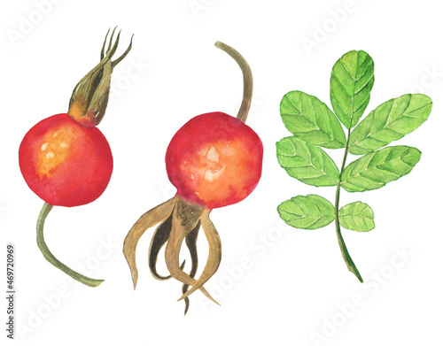 Rose hip berry with leaf isolated on white background. Watercolor hand drawing illustration. Perfect for food design, print, menu decoration.