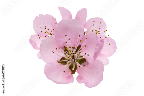 sakura flowers isolated