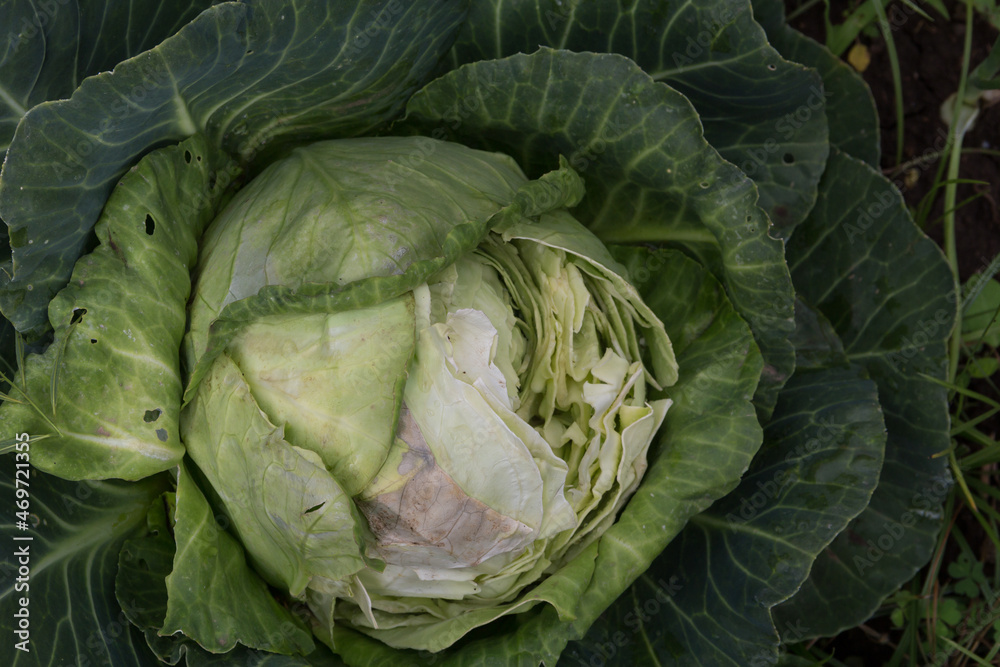 Obraz premium a cabbage eaten by wild rodents in the organic garden