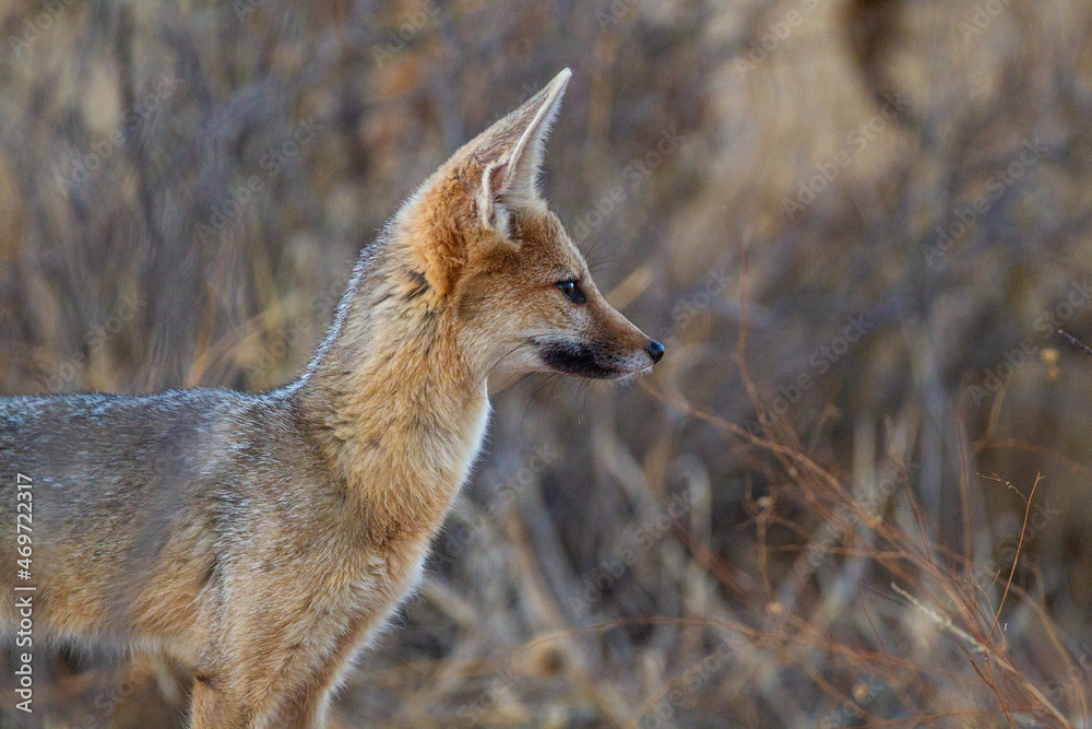 Cape Fox sitting calmly in the shade of a thorn tree in the Kgalagadi, South Africa Cape Fox sitting calmly in the shade of a thorn tree in the Kgalagadi, South Africa