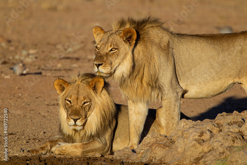 Young Male lions drink at a waterhole in the Kalahari Desert, South Africa