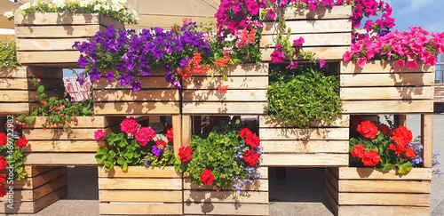  Panorama of wooden boxes in the form of flowerpots with petunia flowers.