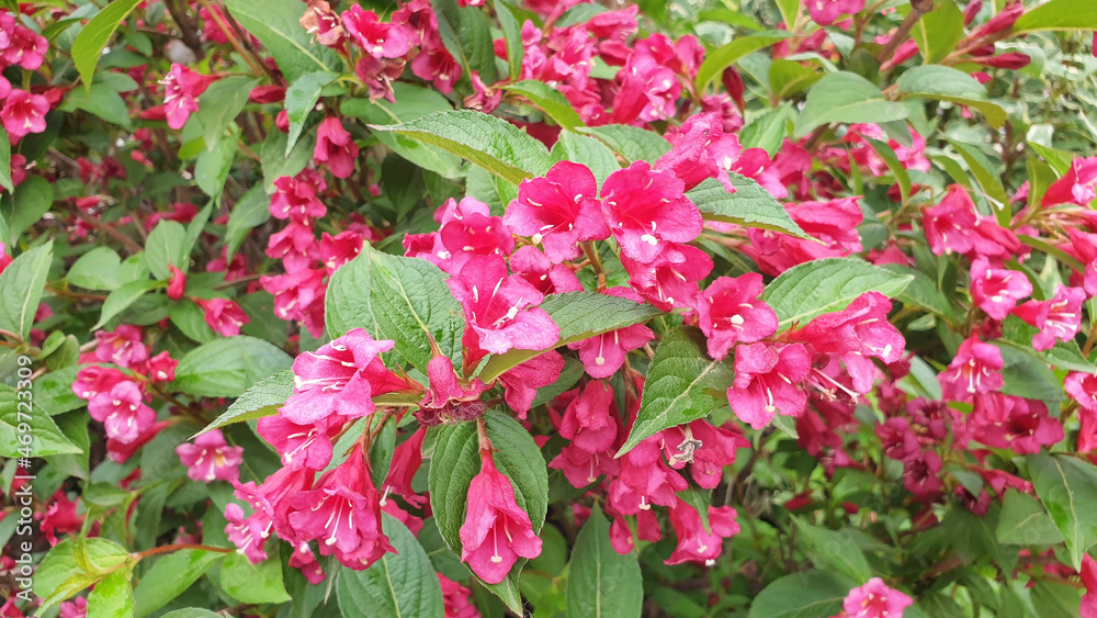Weigela florida bush with red flowers. Panorama. Weigela florida bush with red flowers. Panorama.