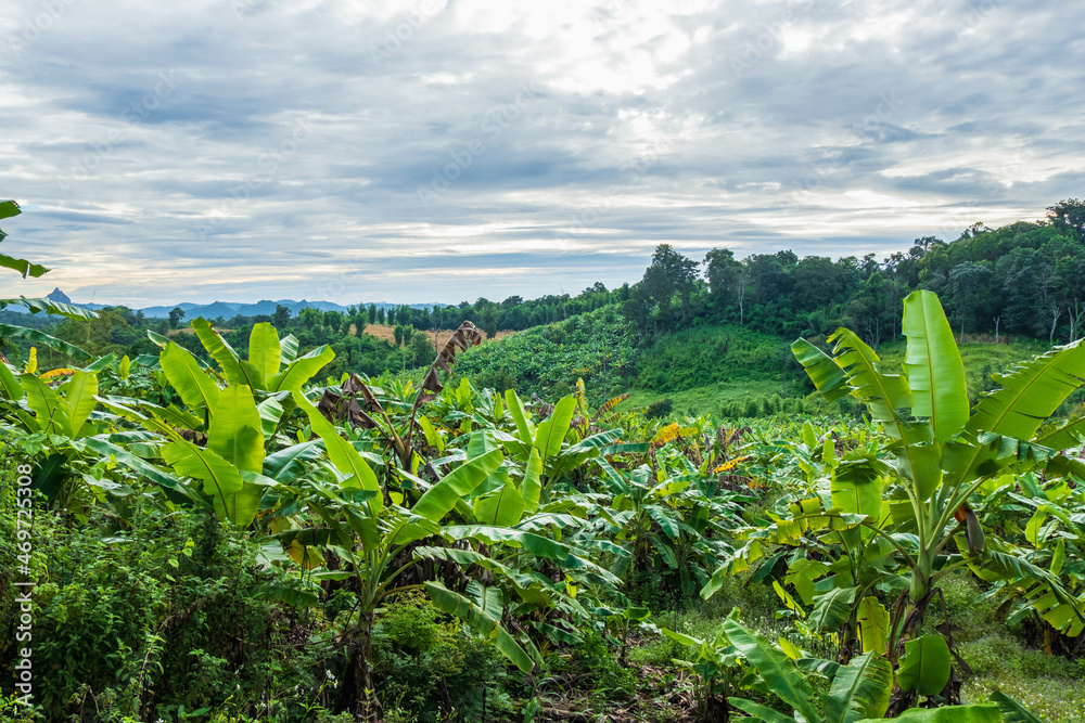 Banana tree and nature landscape