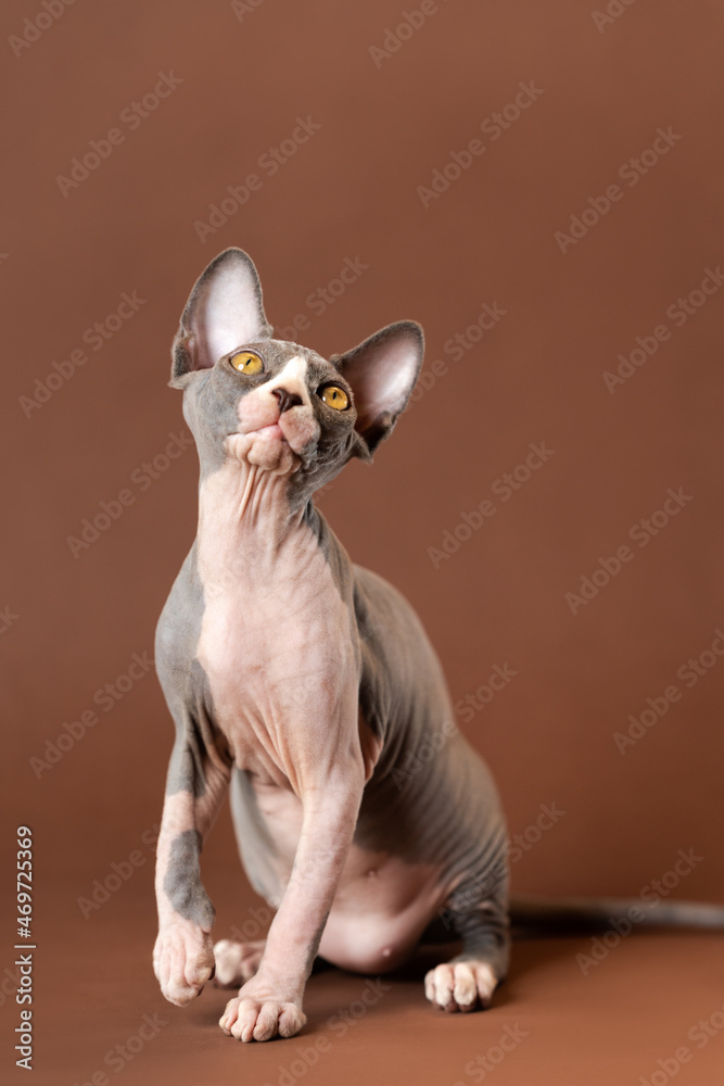 Cute Sphynx kitten of four months old, of blue and white color sitting on brown background, raising front paw and looking up attentively. Front view, studio shot. Concept of emotional support animal.