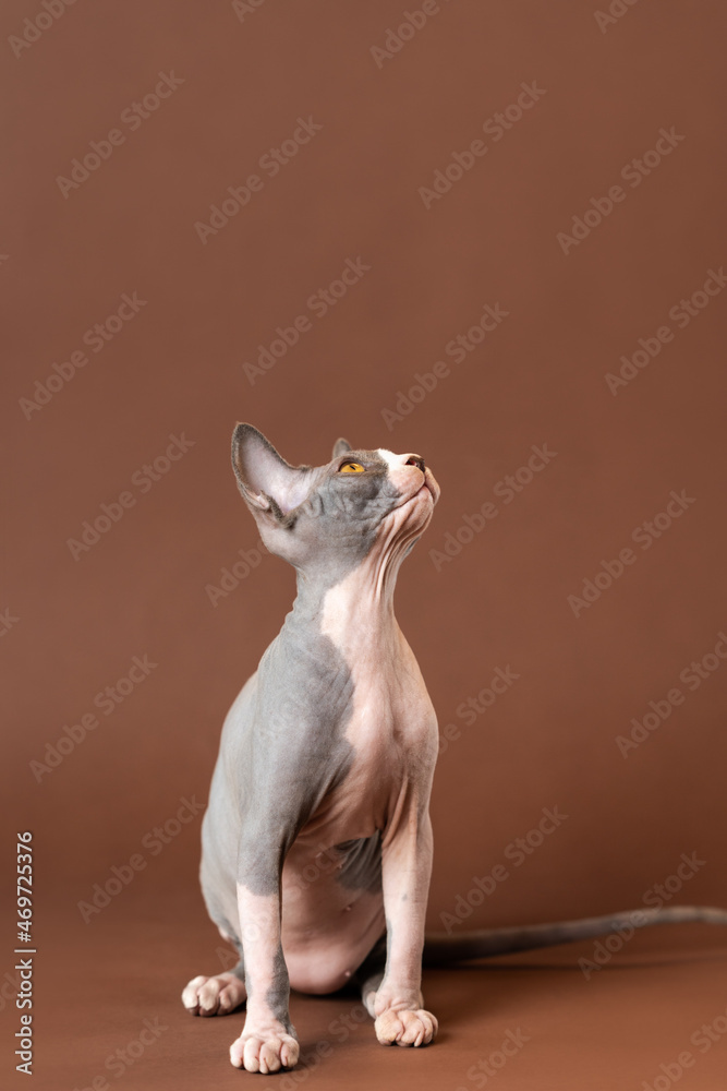 Pretty bicolor Canadian Sphynx kitten with yellow eyes sitting against brown background and looking up, craning his neck. Kitten of blue and white color is four months old. Copy space.