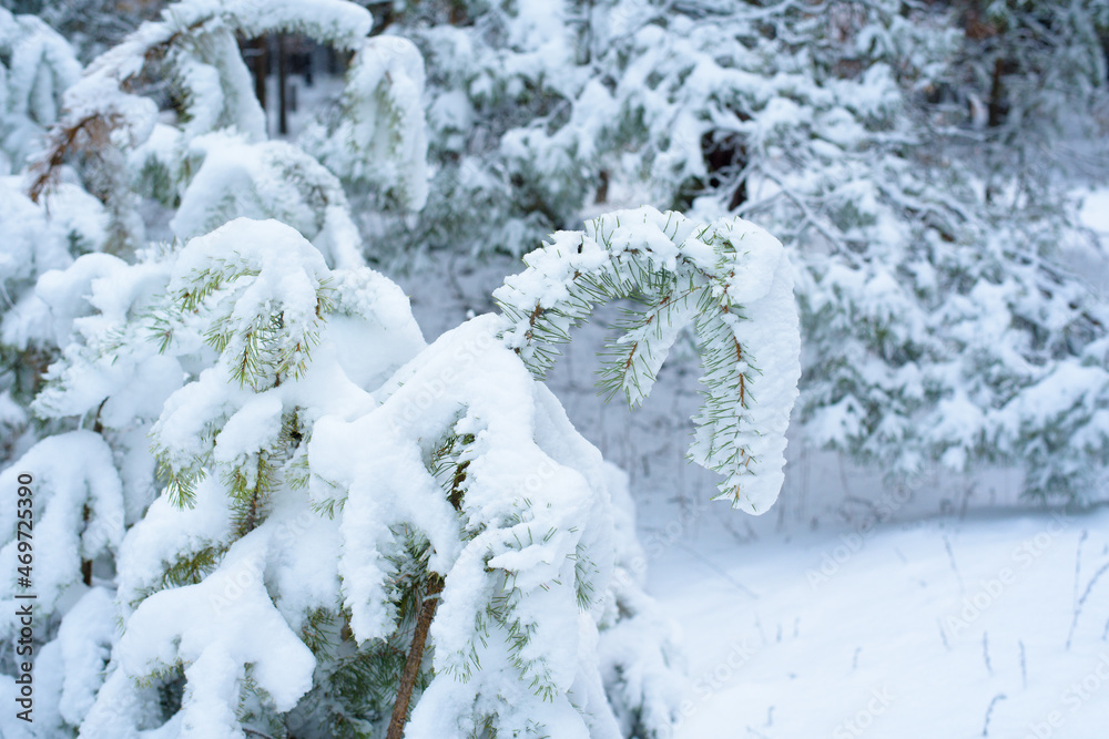 christmas panorama winter forest of pine and spruce in the snow on the branches. landscape christmas panorama winter forest of pine and spruce in the snow on the branches. landscape